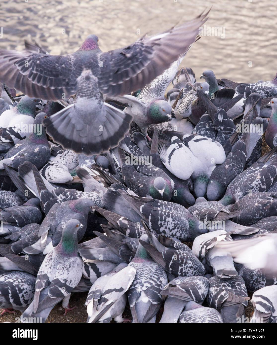 Pigeons sauvages ou colombes (Columba Livia) se nourrissant et grimpant les uns sur les autres alors qu'ils rivalisent pour la nourriture Banque D'Images