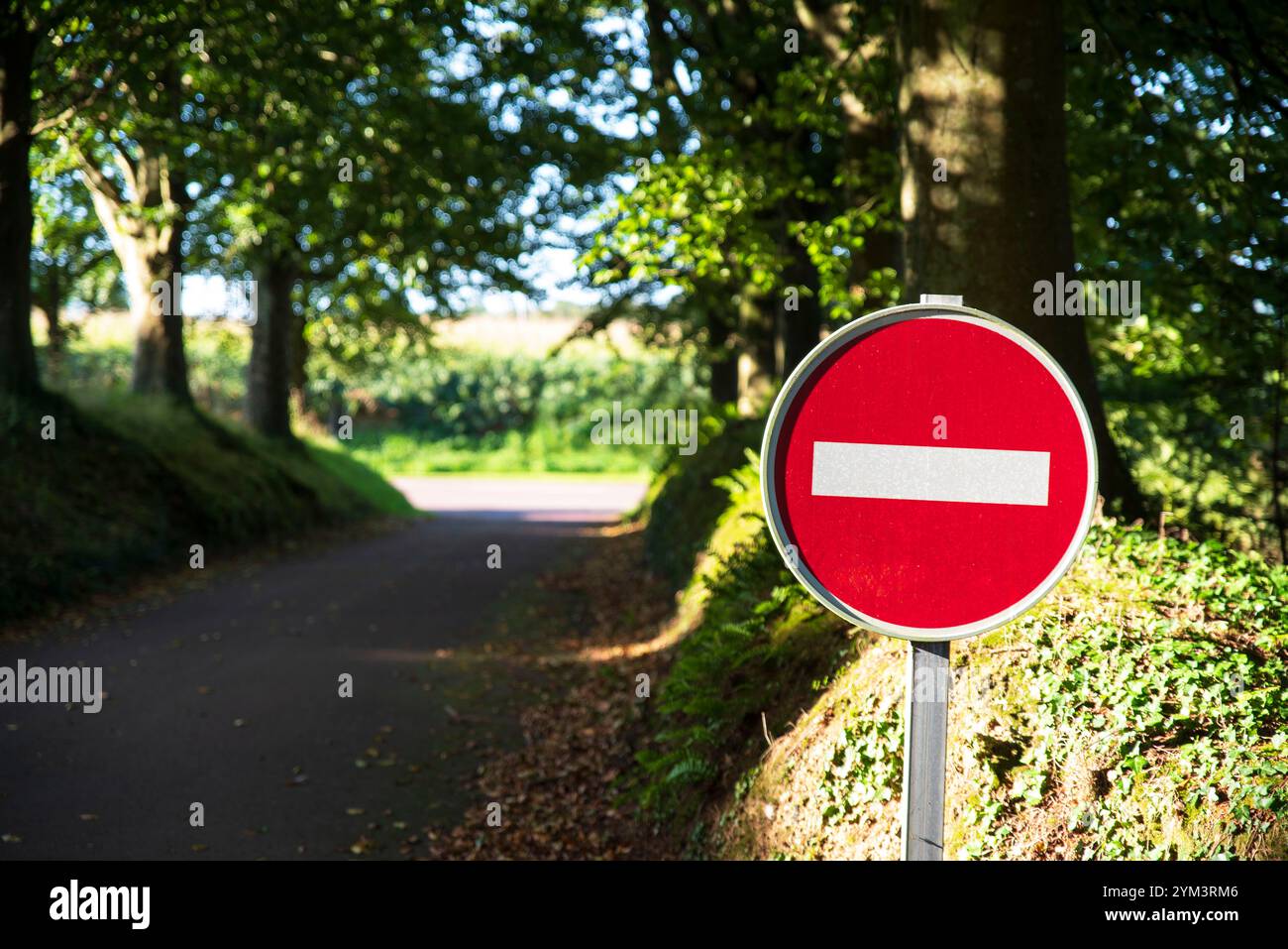 Un panneau à sens unique sur le côté d'une route de campagne avec des arbres de chaque côté Banque D'Images