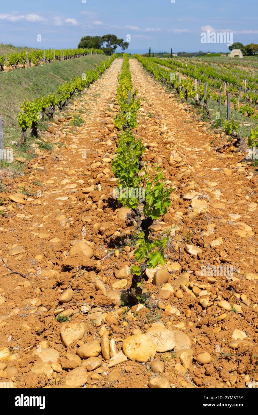 Vignoble typique avec des pierres près de Châteauneuf-du-Pape, Côtes du Rhône, France Banque D'Images