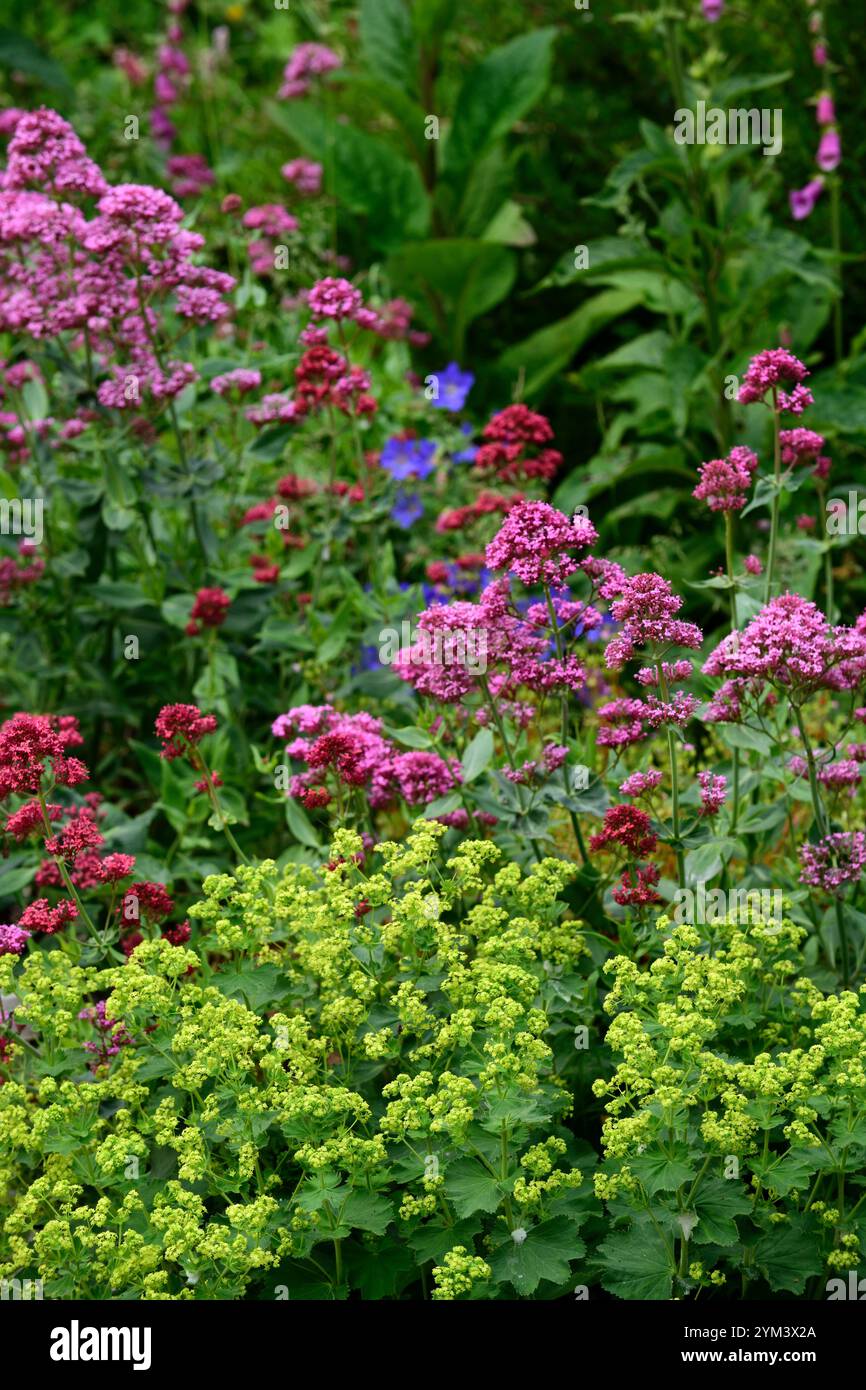 mollis alchemilla, centranthus ruber, fleurs vert lime, fleurs vert lime et rouge, alchemilla et valériane, fleur écarlate, fleurs rouges, floraison, val rouge Banque D'Images