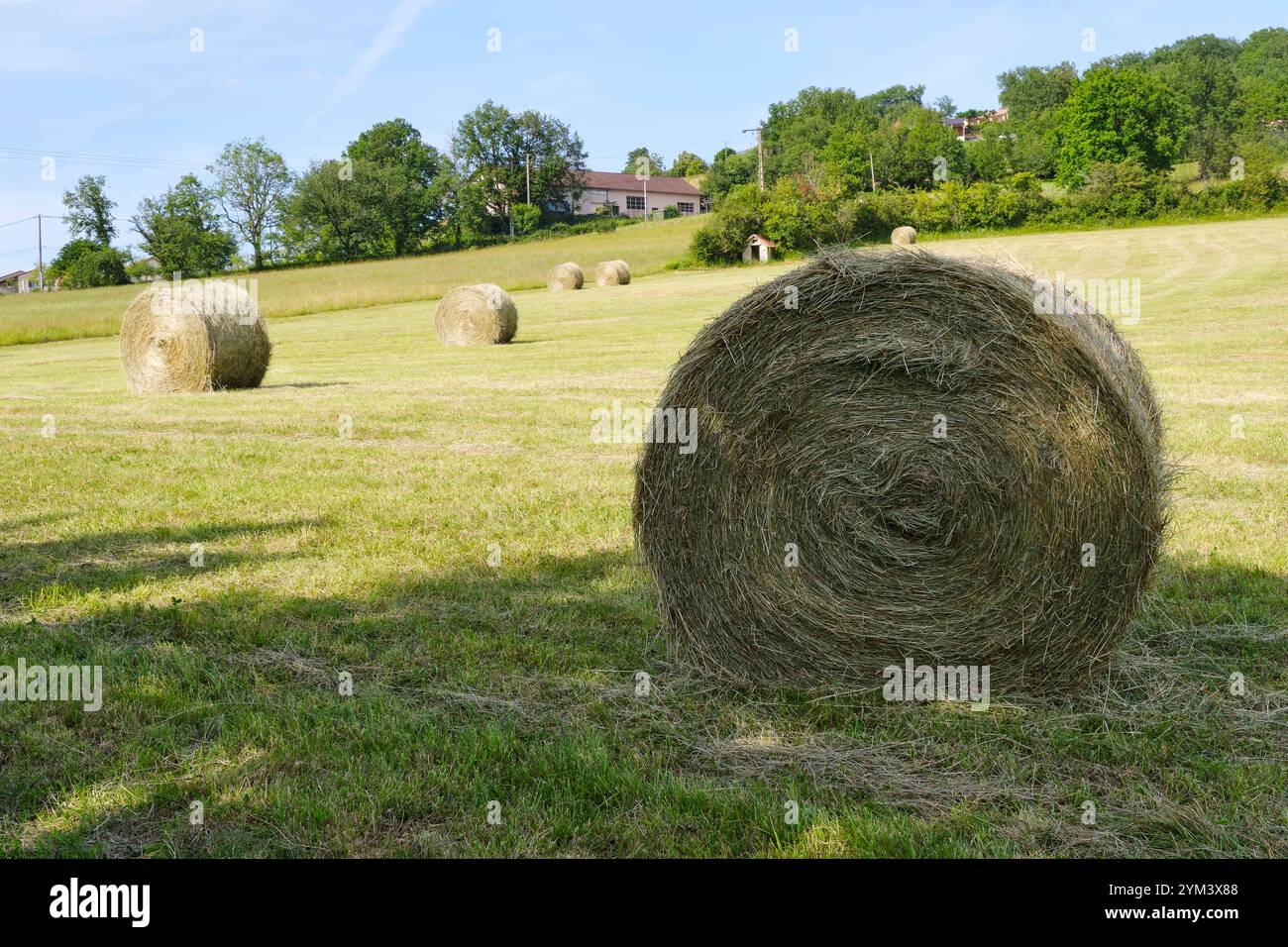 Balles rondes sèches dans un champ du sud de la France près de Saint-Céré Lot Occitanie sous un ciel bleu. Balles de foin rondes sur la pente d'une montagne en été. Banque D'Images