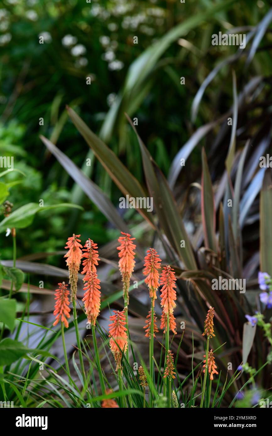 Kniphofia popsicle mangue,red hot poker popsicle Mangue, Orange, fleurs,fleurs,Crampons Crampons,fleurs,Fleurs,RM Banque D'Images
