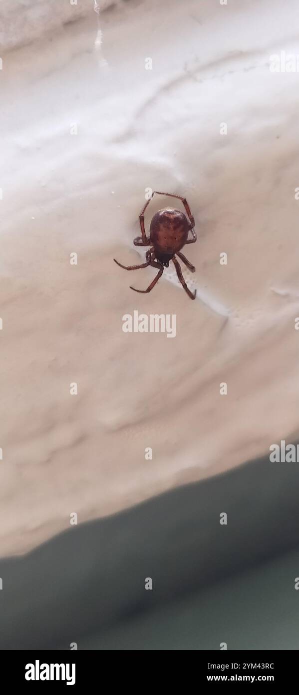 Lapin Hutch Spider (Steatoda bipunctata) Banque D'Images