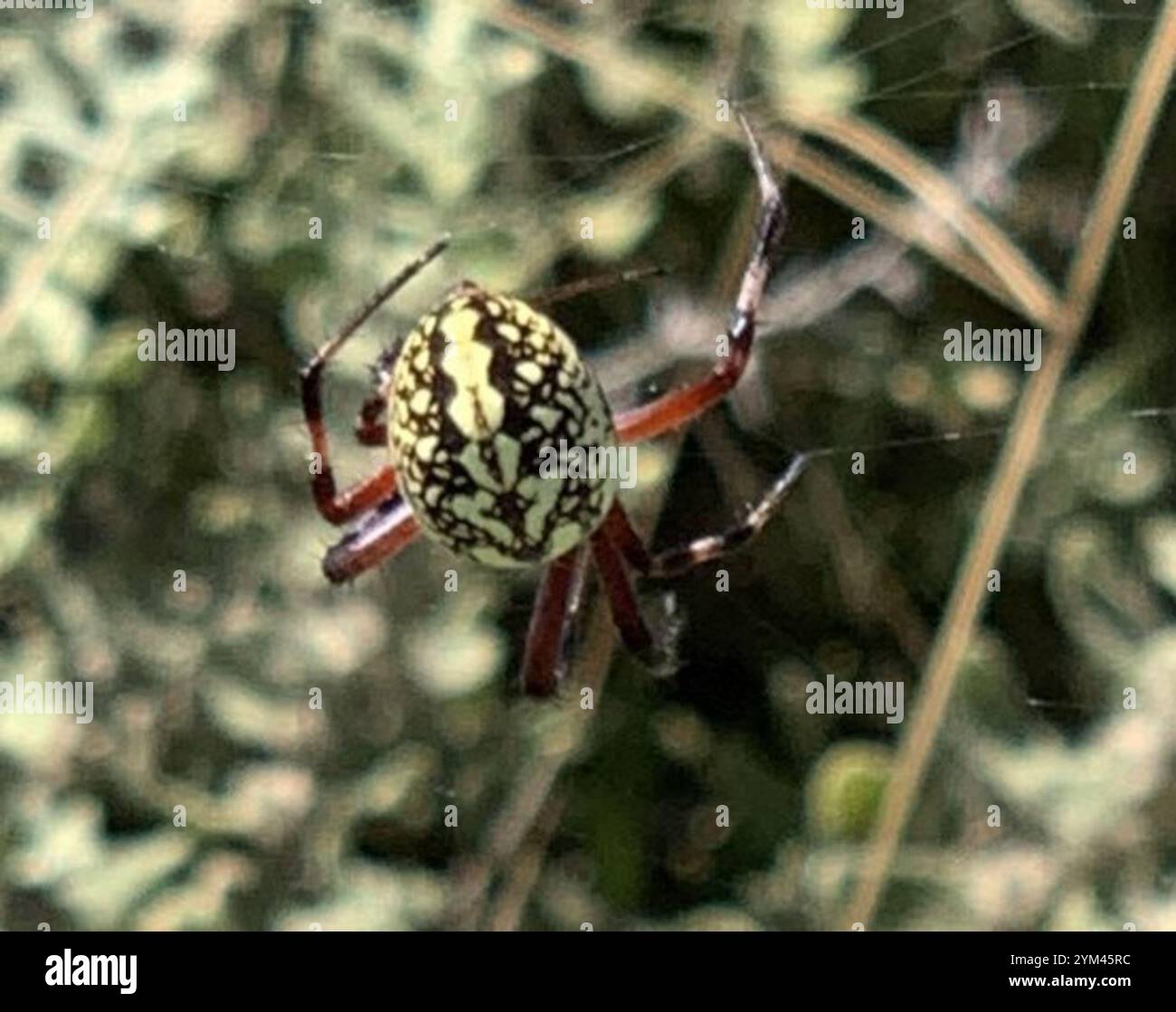 Tisserand tacheté de l'Ouest (Neoscona oaxacensis) Banque D'Images