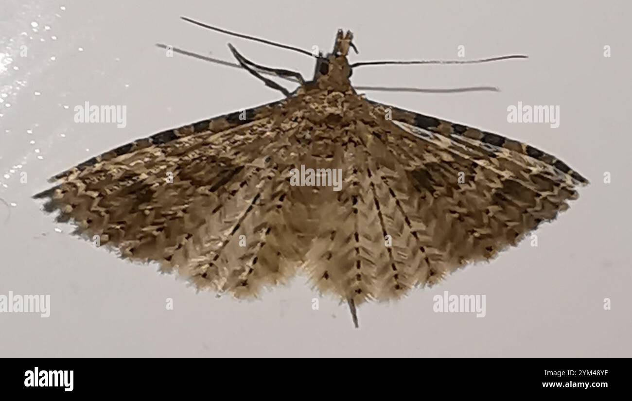 Vingt-plume Moth (Alucita hexadactyla) Banque D'Images