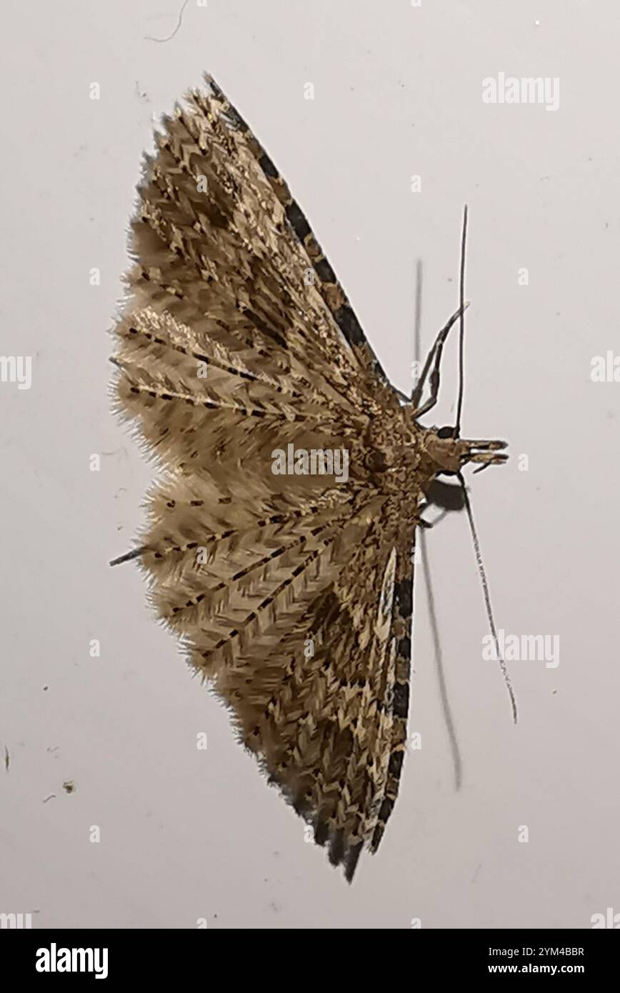 Vingt-plume Moth (Alucita hexadactyla) Banque D'Images