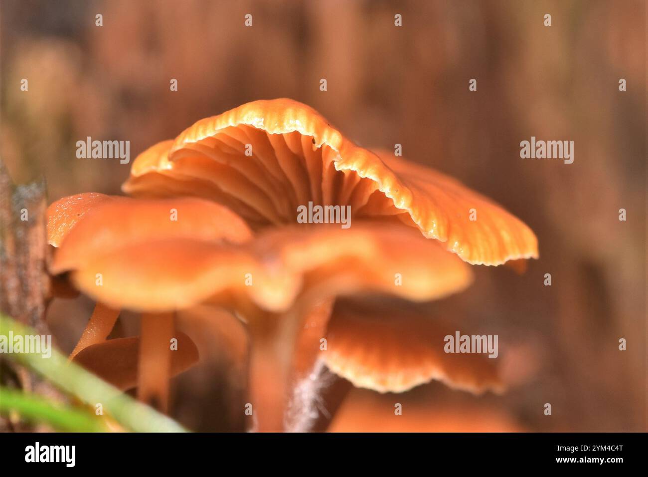 Queue d'épin (Xeromphalina campanella) Banque D'Images