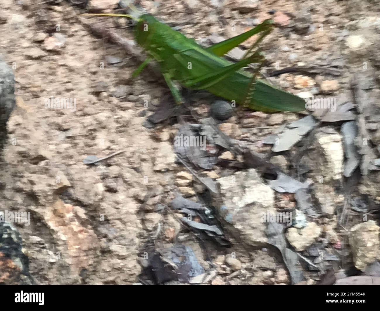 Grande sauterelle verte (Chondracris rosea) Banque D'Images