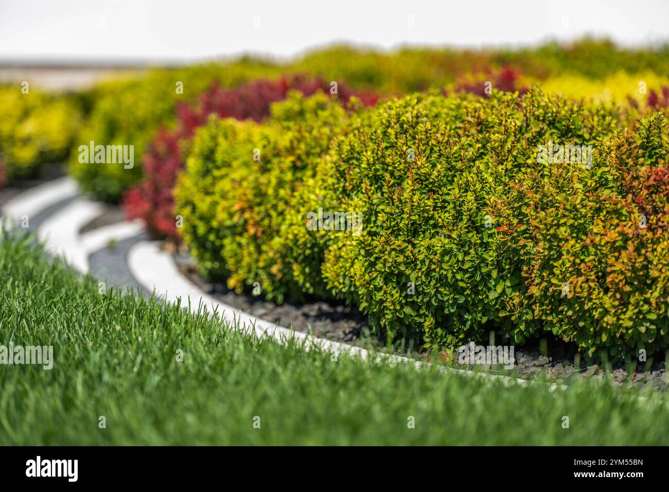 Les haies ornementales luxuriantes mettent en valeur des verts éclatants et des teintes automnales dans un espace méticuleusement aménagé à la lumière du jour, créant un contraste visuel saisissant. Banque D'Images