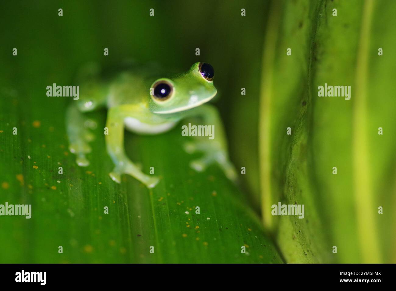 Grenouille en verre émeraude (Espadarana prosoblepon) Banque D'Images