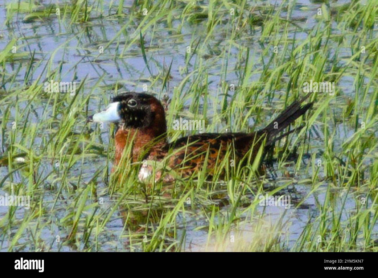 Canard masqué (Nomonyx dominicus) Banque D'Images