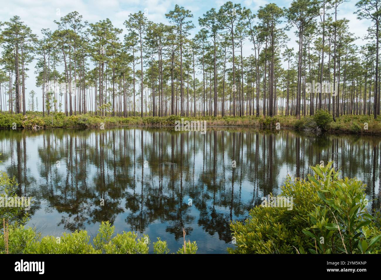 Cyprès reflétés dans l'eau dans le refuge faunique Okefenokee Swamp Wildlife refuge, Géorgie, États-Unis. Banque D'Images