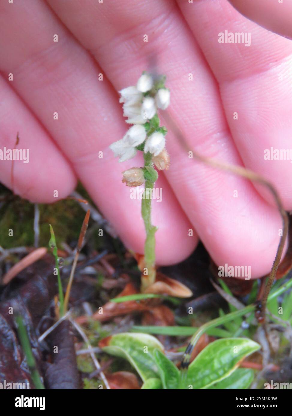 Plantain de crotale (Goodyera repens) Banque D'Images