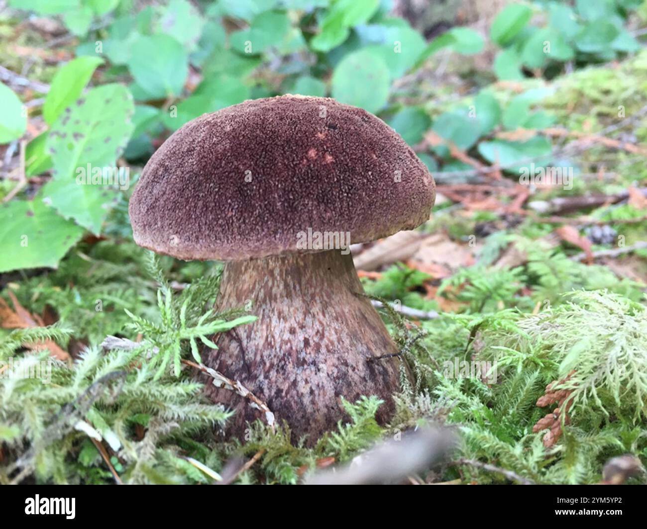 Admirable bolete (Aureoboletus mirabilis) Banque D'Images