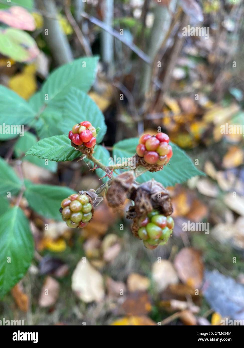 Mûre arménienne (Rubus armeniacus) Banque D'Images