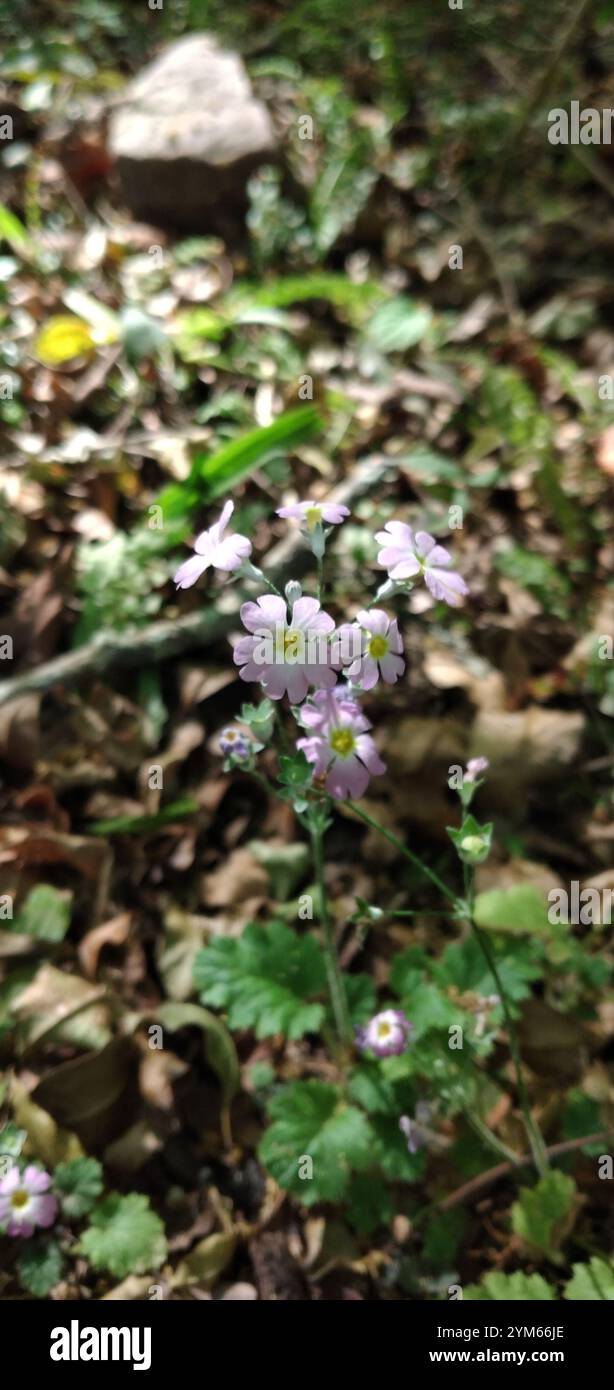 Primrose fée (Primula malacoides) Banque D'Images