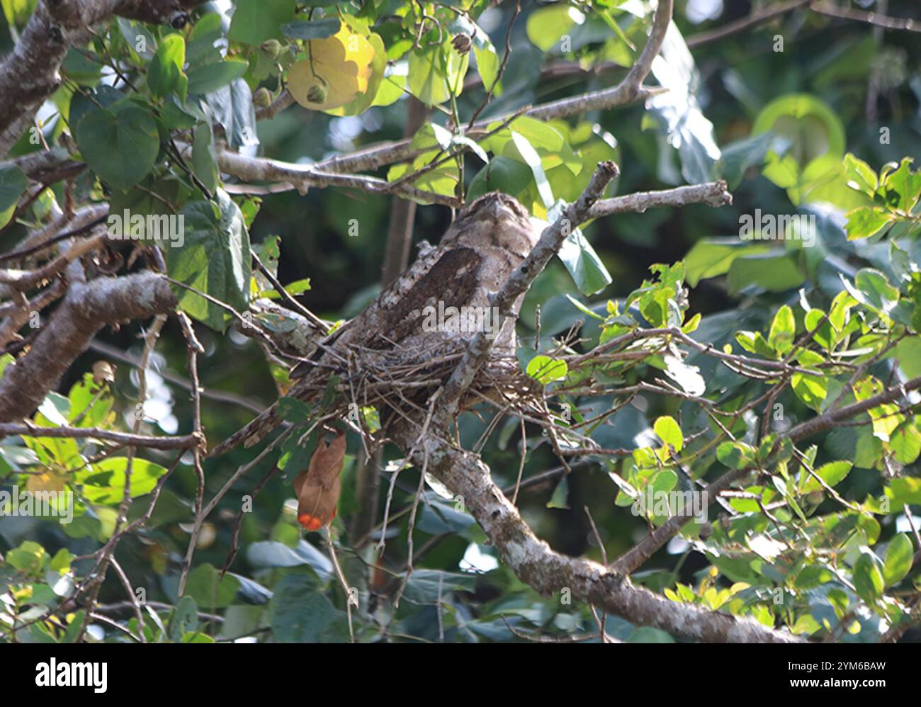 Mouche-grenouille papoue (Podargus papuensis) Banque D'Images