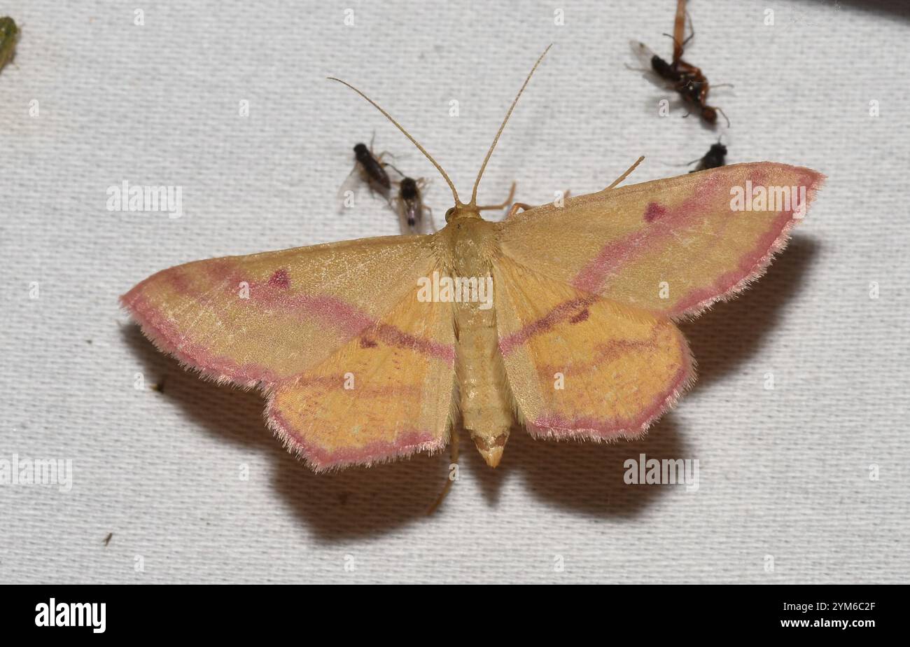 Teigne géomètre de l'aspersion (Haematopis grataria) Banque D'Images