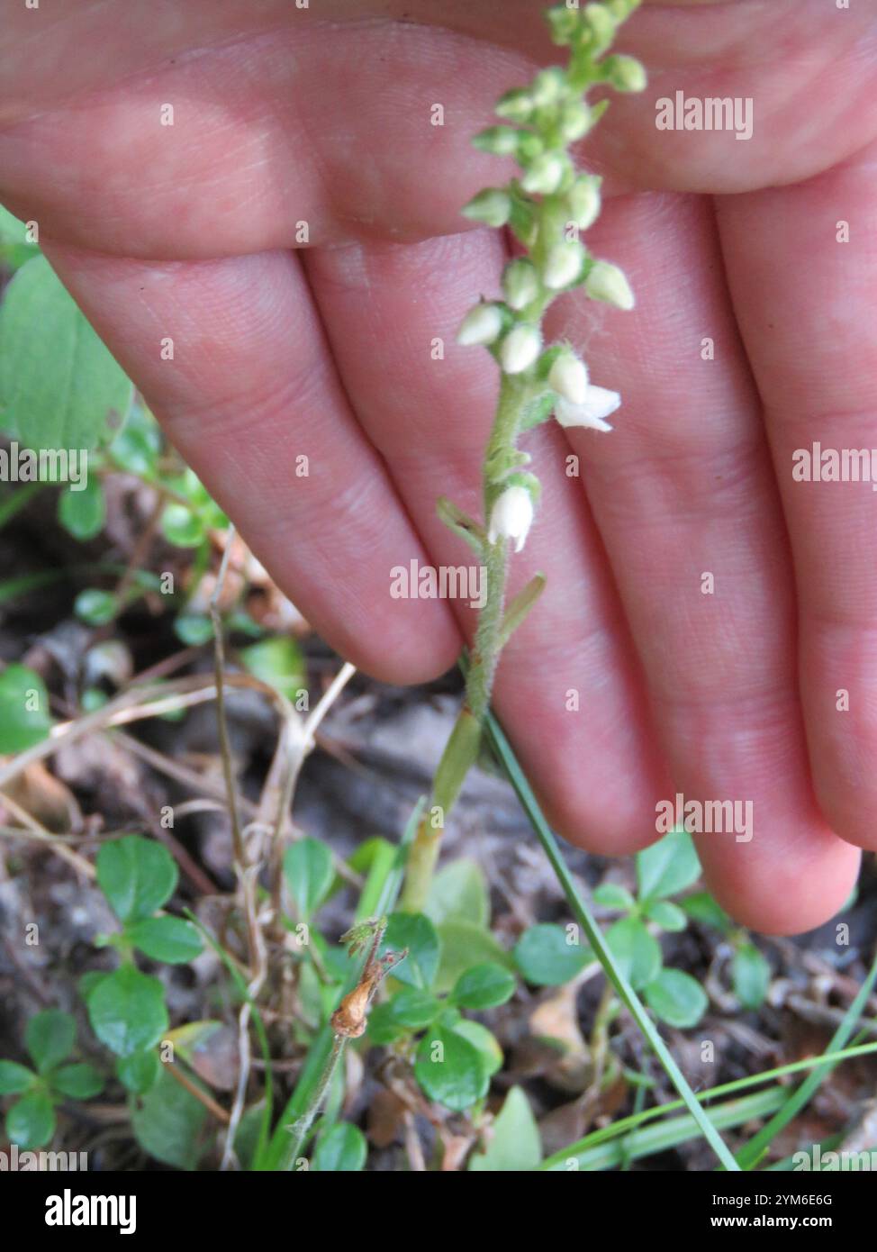 Plantain de crotale (Goodyera repens) Banque D'Images