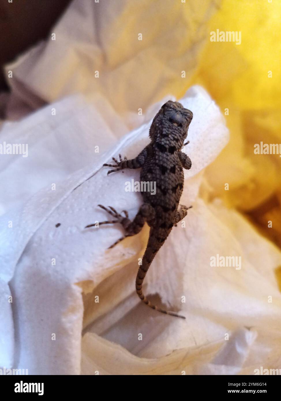 Lézard épineux de Clark (Sceloporus clarkii) Banque D'Images