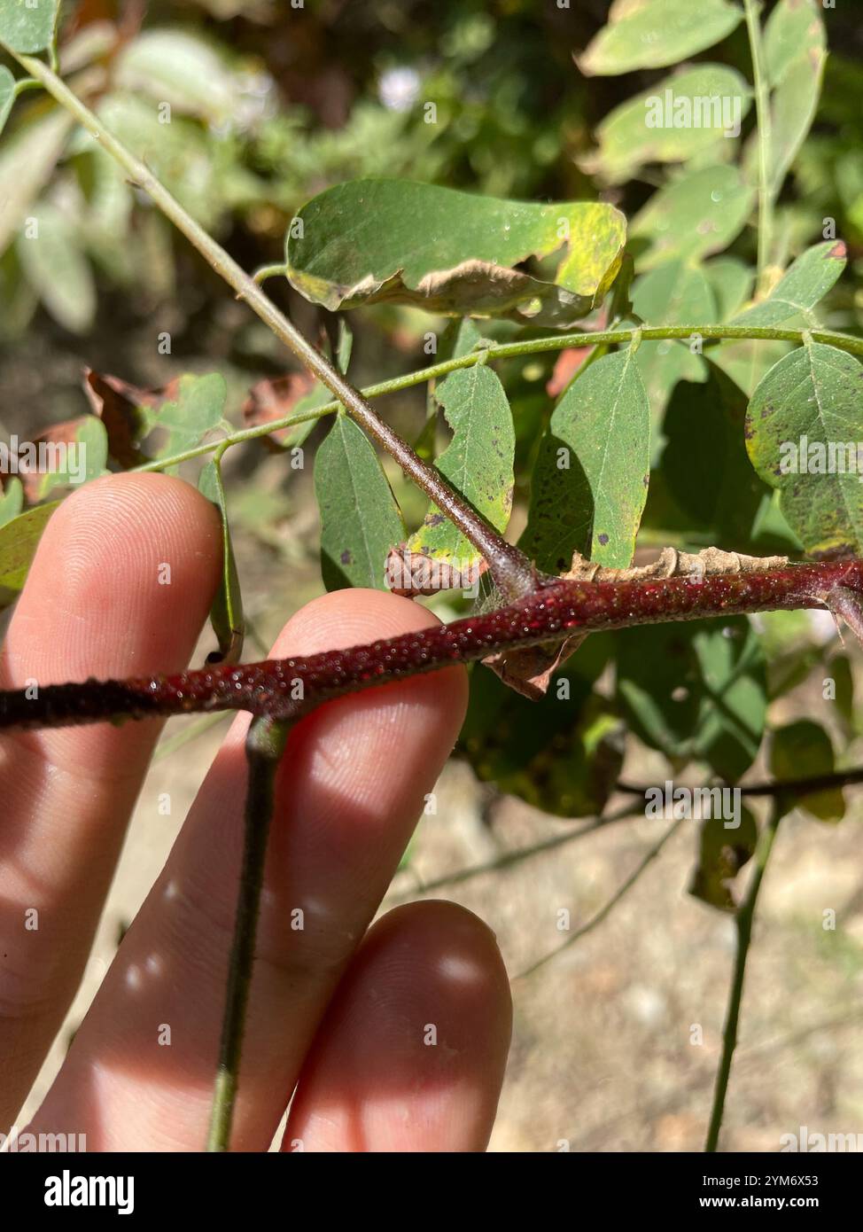 Criquet pèlerin (Robinia viscosa) Banque D'Images