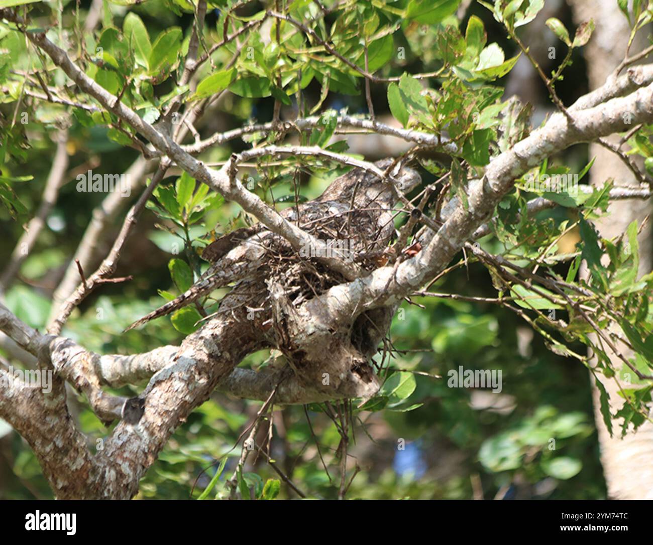 Mouche-grenouille papoue (Podargus papuensis) Banque D'Images