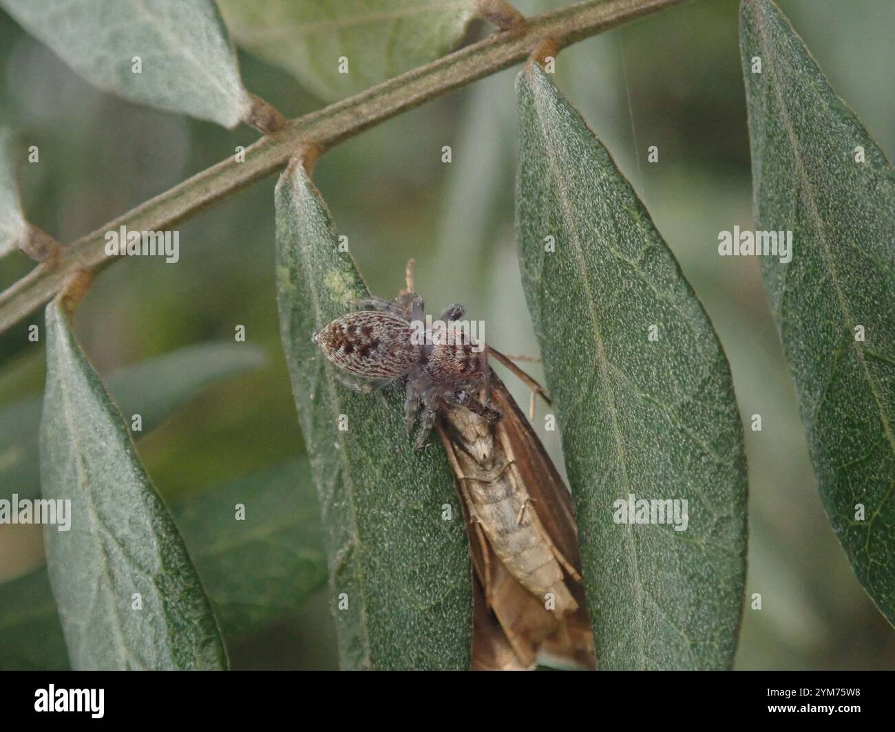 Araignée sautante Cyclope (Opisthoncus polyphemus) Banque D'Images