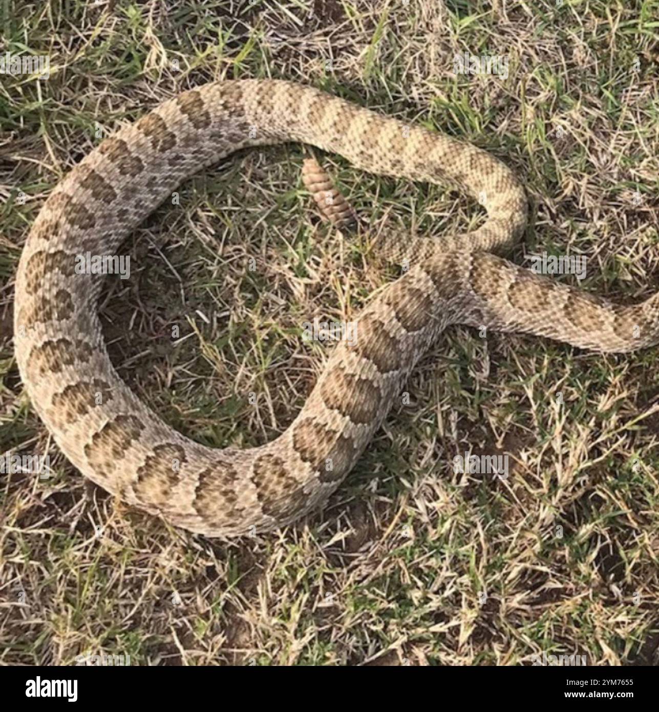 Crotale des prairies (Crotalus viridis) Banque D'Images