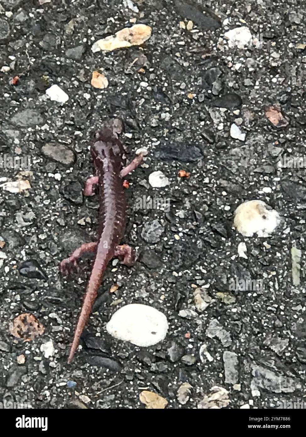 Salamandre arboricole (Aneides lugubris) Banque D'Images