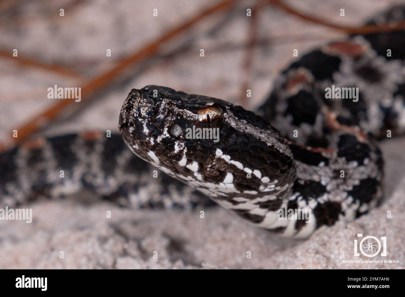 Crotale pygmée sombre (Sistrurus miliarius barbouri) Banque D'Images