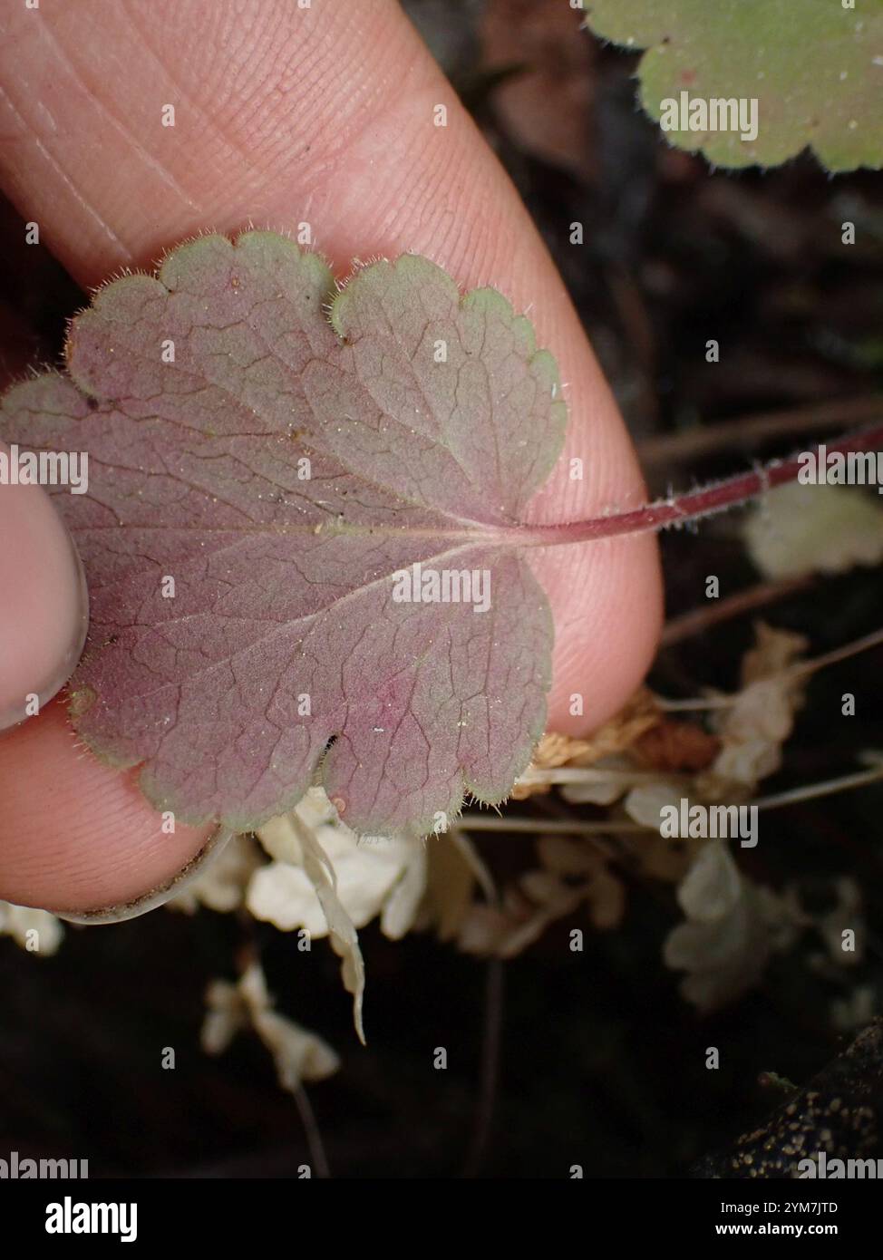 Alumroots (Heuchera) Banque D'Images