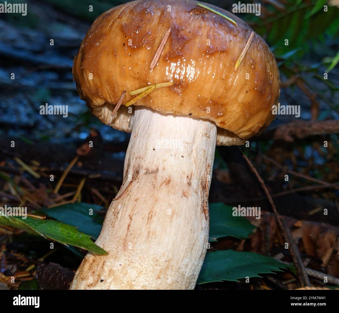 Puant Brittlegill (Russula foetens) Banque D'Images