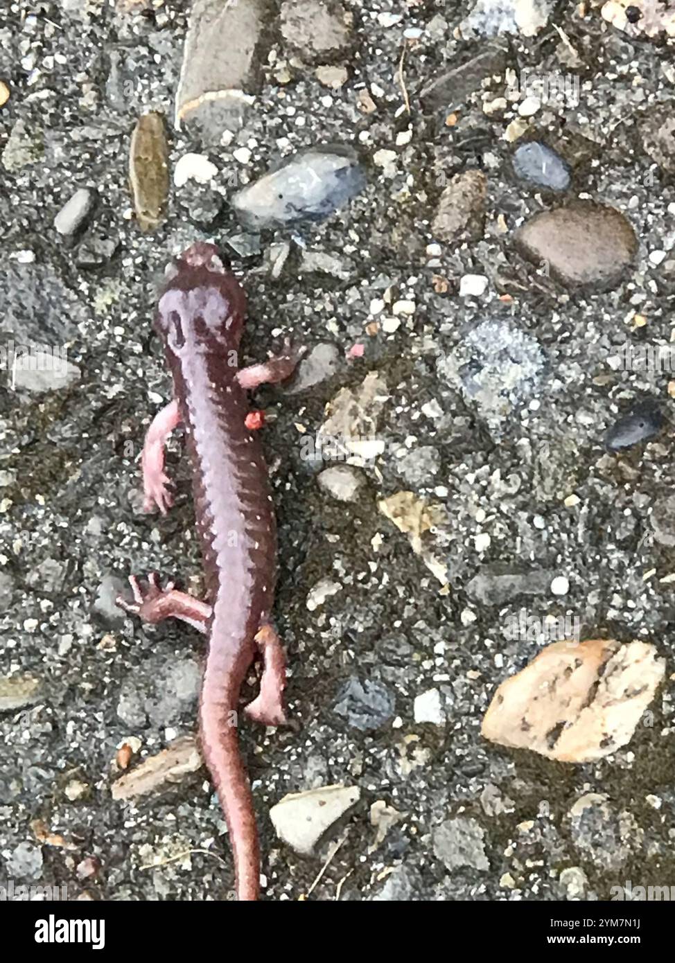 Salamandre arboricole (Aneides lugubris) Banque D'Images
