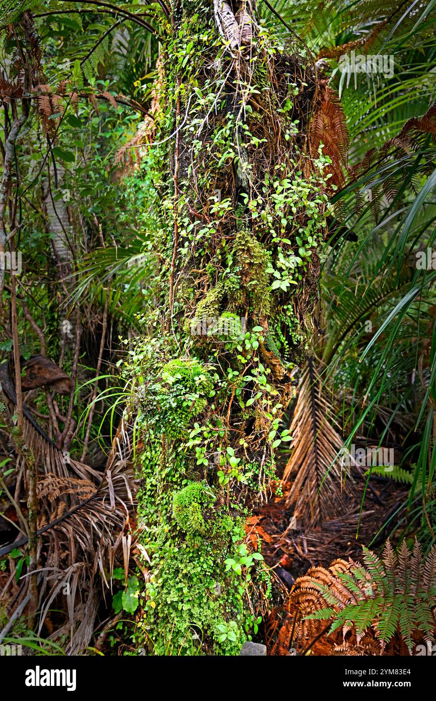 Épiphytes poussant sur une souche de palmier Nikau, au début de la Heaphy Track, Karamea, Nouvelle-Zélande Banque D'Images