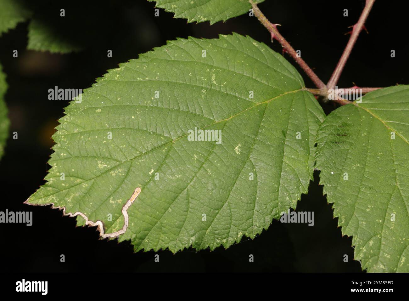 Mûre arménienne (Rubus armeniacus) Banque D'Images