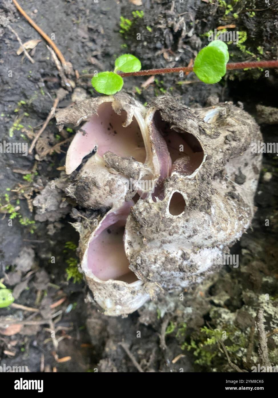 Couronne rose (Sarcosphaera coronaria) Banque D'Images
