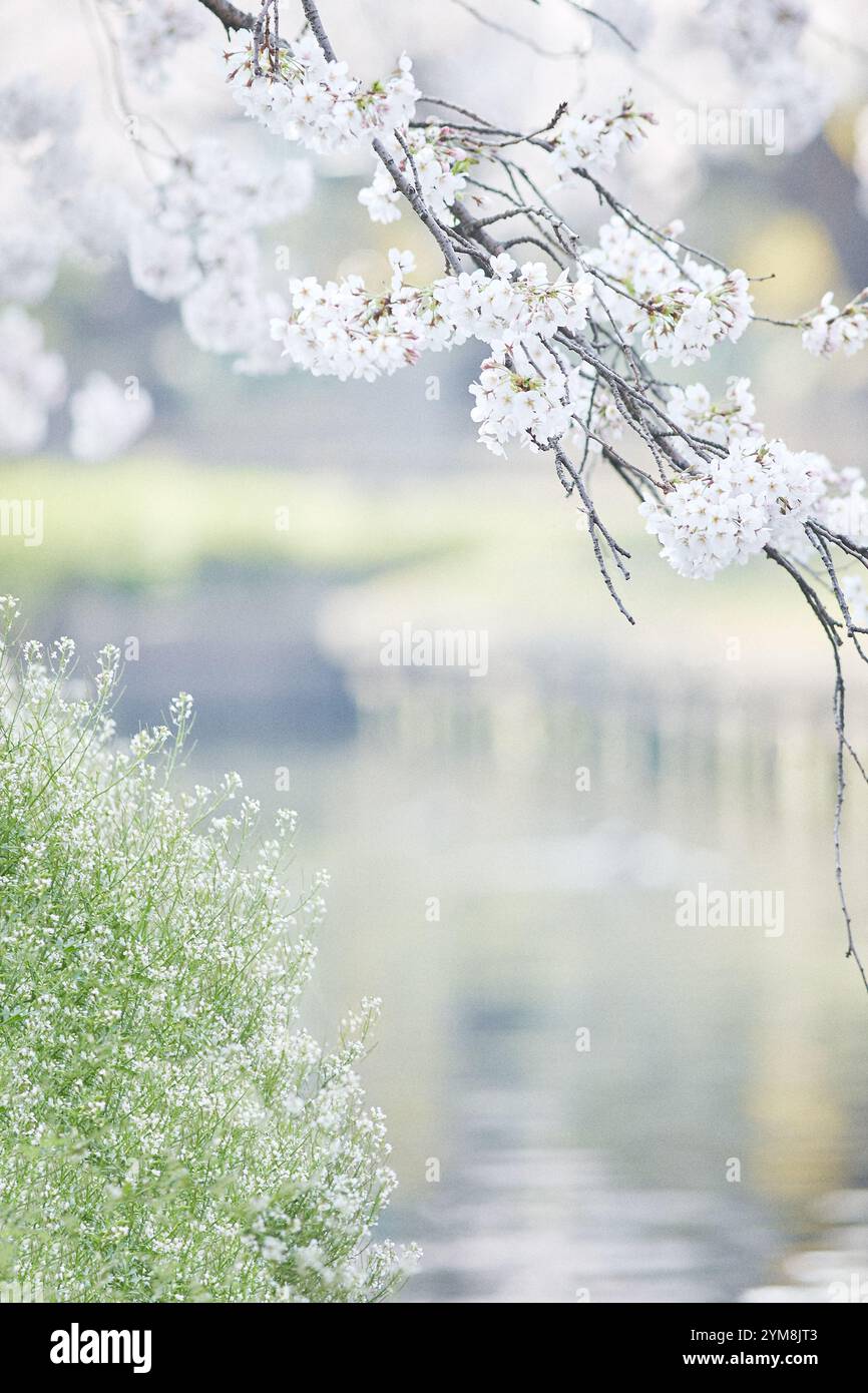 Cerisiers en fleurs et rivière Banque D'Images