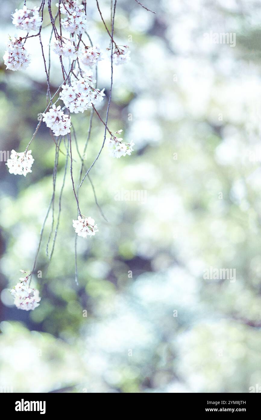 Cerisiers en fleurs et forêt Banque D'Images