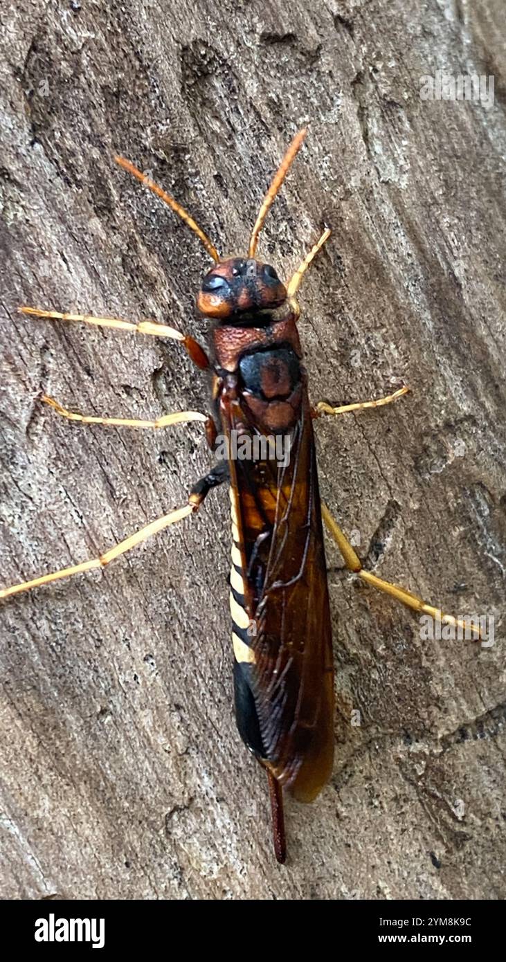 Horntail de pigeon (Tremex columba) Banque D'Images