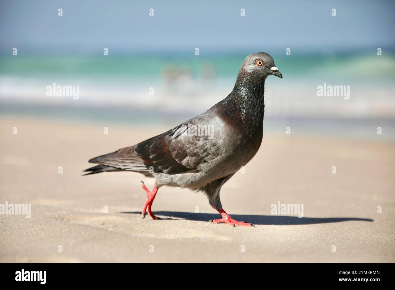 Rio de Janeiro, Brésil. 6 août 2023. Un pigeon marche le long du front de mer. Un groupe de pigeons vit sur la plage de Copacabana à Rio de Janeiro. Au Brésil, des pigeons ont été importés par des colons portugais en 1500 pour des raisons religieuses. La colombe représente l'esprit Saint dans le christianisme, et sa dévotion a été largement répandue au Portugal. Plus tard, au XIXe siècle, alors que Rio de Janeiro devenait plus européanisée, d'autres pigeons furent introduits pour se fondre dans le décor et donner aux places de la ville un air européen. Aujourd’hui, la prolifération des pigeons est un enjeu de santé publique. Ils peuvent transmettre des maladies aux humains, su Banque D'Images