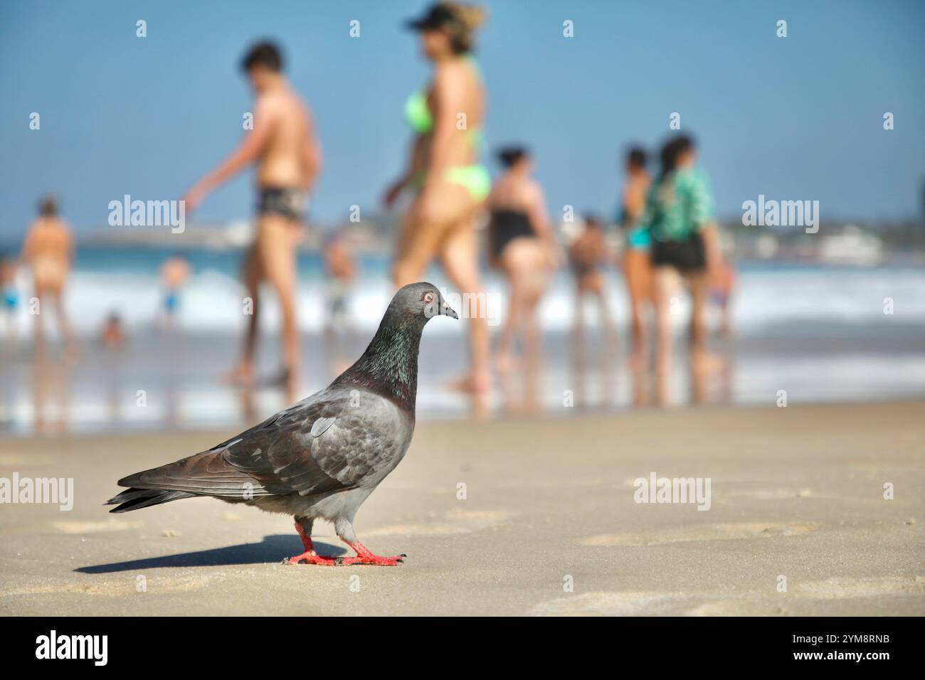 Un pigeon marche le long du front de mer. Un groupe de pigeons vit sur la plage de Copacabana à Rio de Janeiro. Au Brésil, des pigeons ont été importés par des colons portugais en 1500 pour des raisons religieuses. La colombe représente l'esprit Saint dans le christianisme, et sa dévotion a été largement répandue au Portugal. Plus tard, au XIXe siècle, alors que Rio de Janeiro devenait plus européanisée, d'autres pigeons furent introduits pour se fondre dans le décor et donner aux places de la ville un air européen. Aujourd’hui, la prolifération des pigeons est un enjeu de santé publique. Ils peuvent transmettre des maladies à l'homme, comme l'histoplasmose. (Photo d'Apolline Banque D'Images