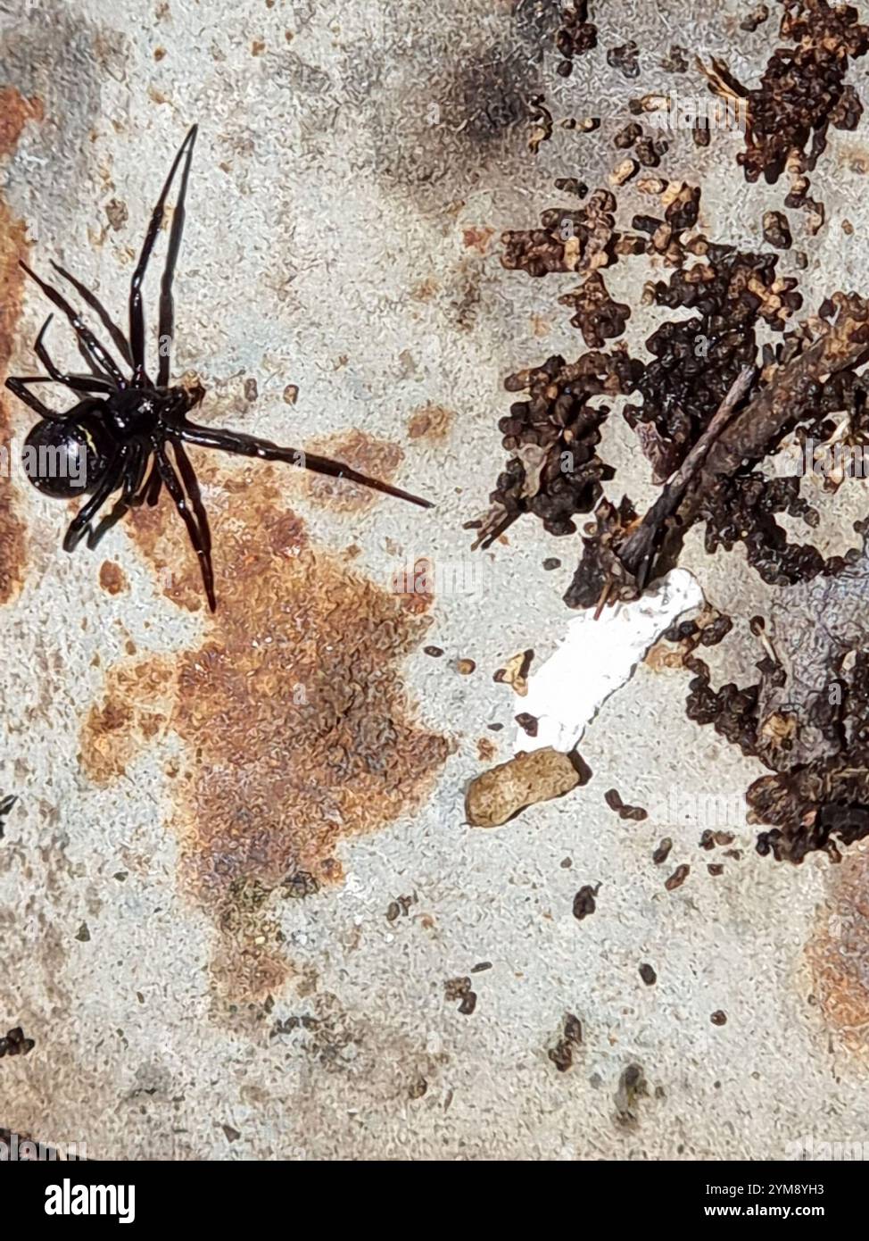 Araignée noire en toile de Cobalt (Steatoda capensis) Banque D'Images