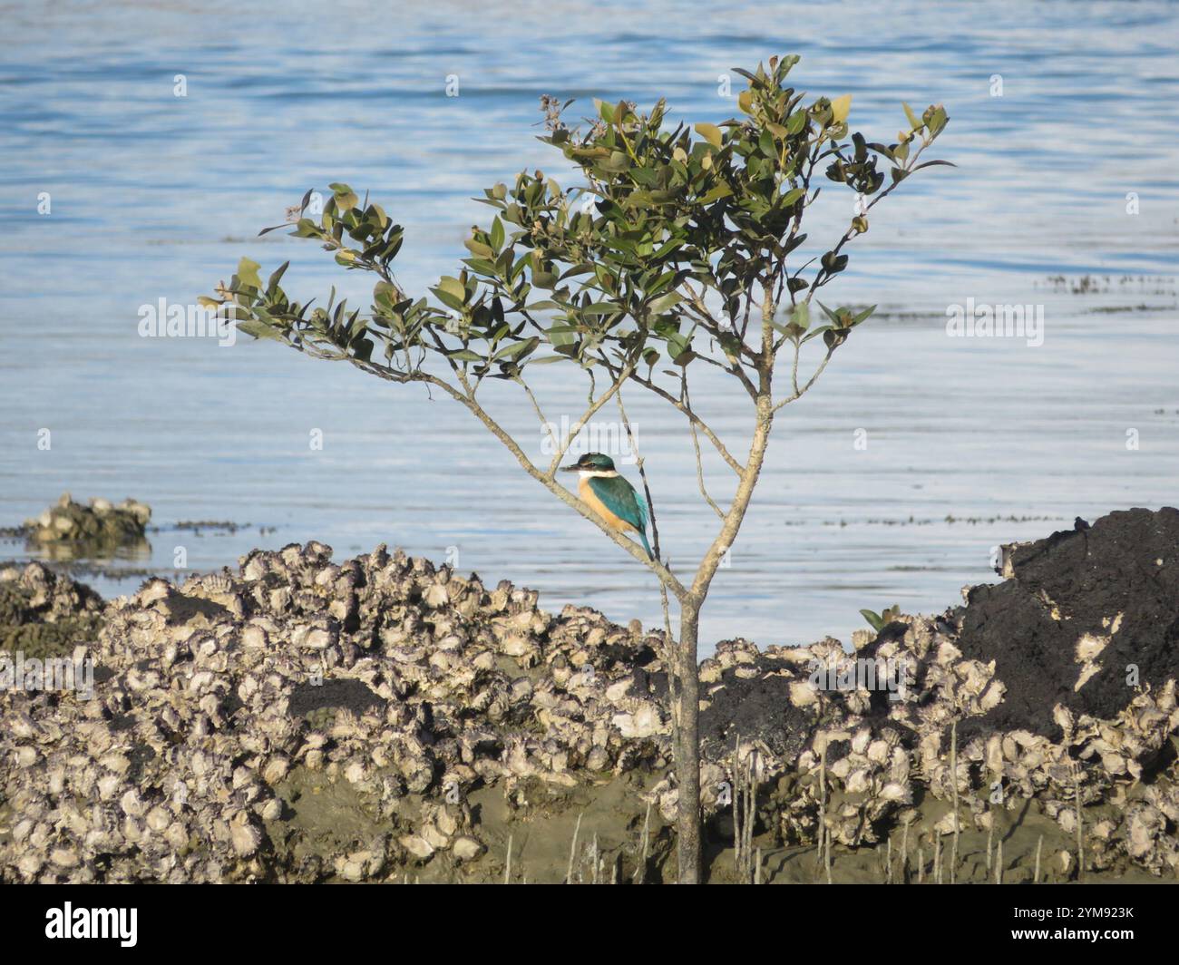 Roi-pêcheur sacré de Nouvelle-Zélande (Todiramphus sanctus vagans) Banque D'Images