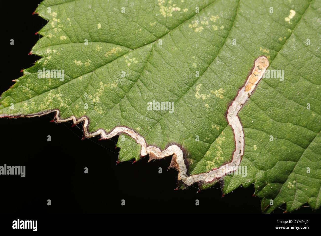 Golden Pigmy (Stigmella aurella) Banque D'Images