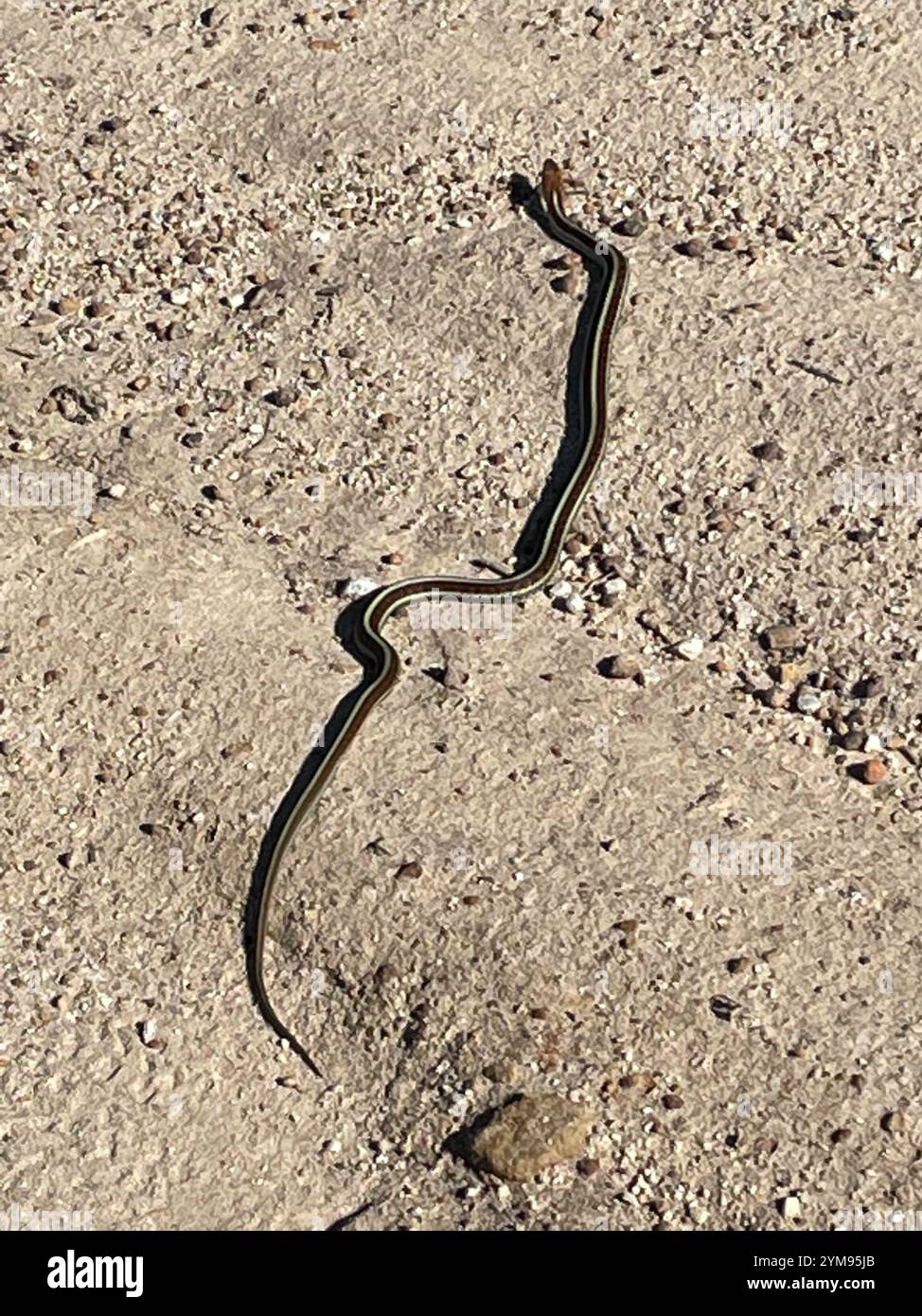 Serpent à jarretière rouge de Californie (Thamnophis sirtalis infernalis) Banque D'Images