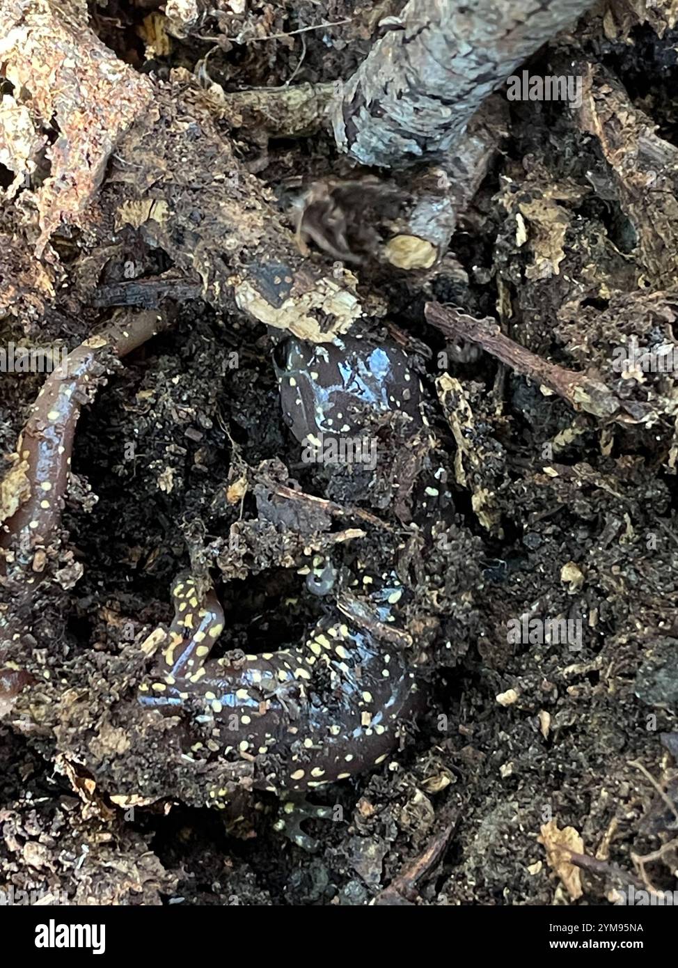 Salamandre arboricole (Aneides lugubris) Banque D'Images