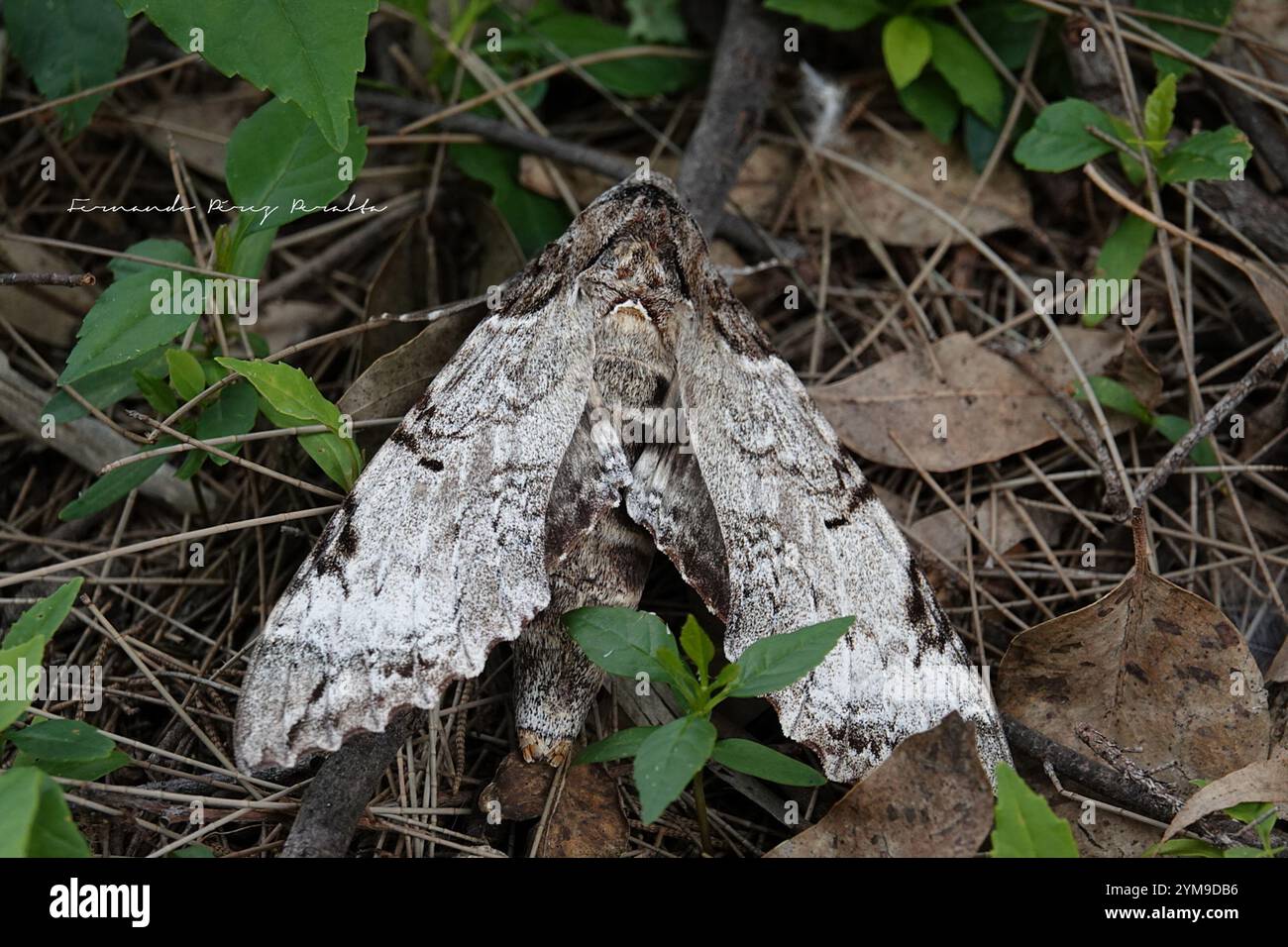 Tetrio Sphinx (Pseudosphinx Tetrio) Banque D'Images