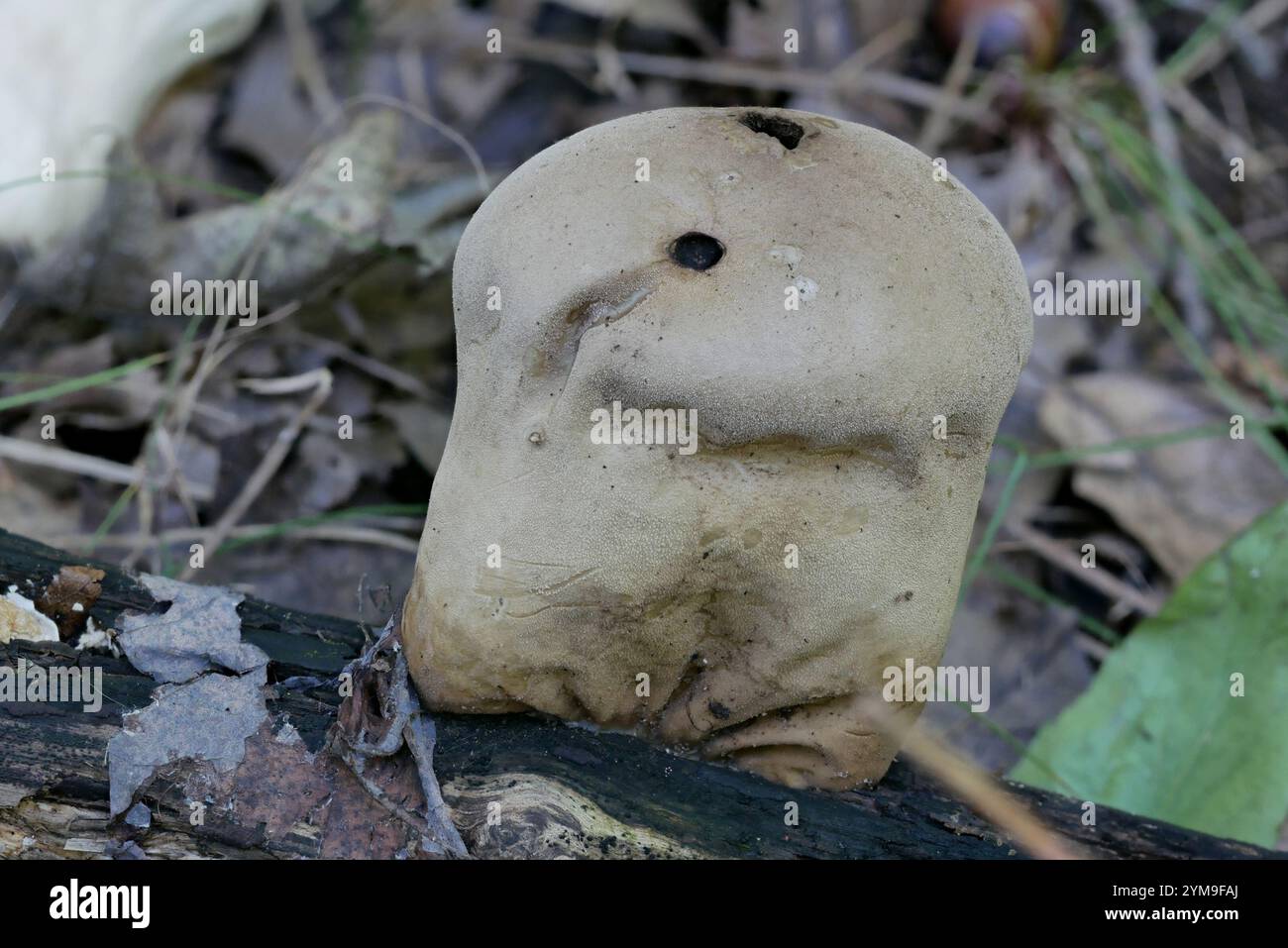 Pilon (Lycoperdon excipuliforme) Banque D'Images