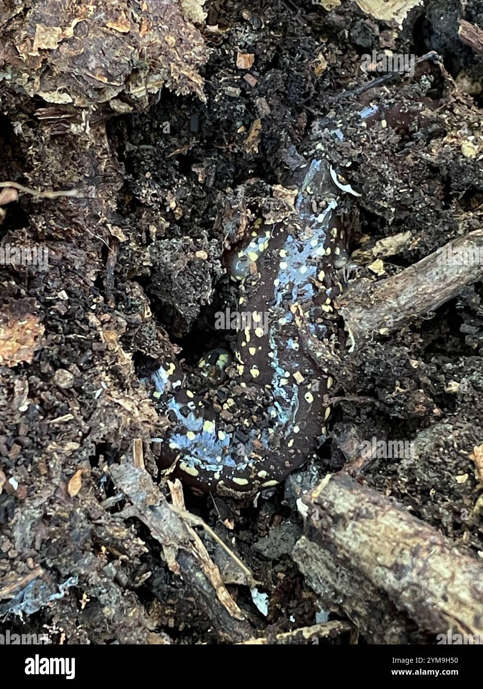 Salamandre arboricole (Aneides lugubris) Banque D'Images