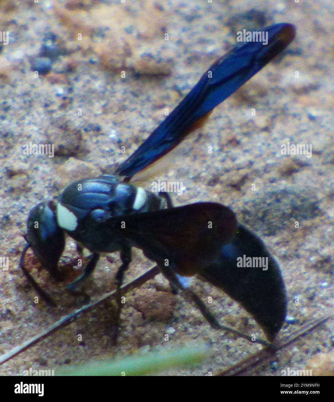 Guêpe de maçon à quatre dents (Monobia quadridens) Banque D'Images